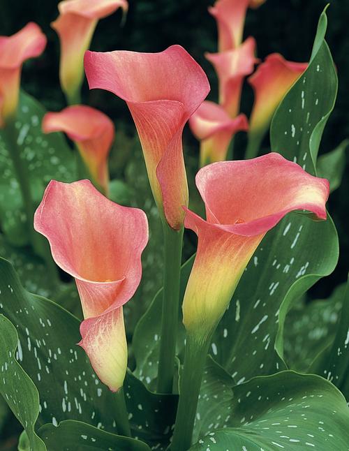 Zantedeschia aethiopica 'Pink Mist' (Calla Lily)