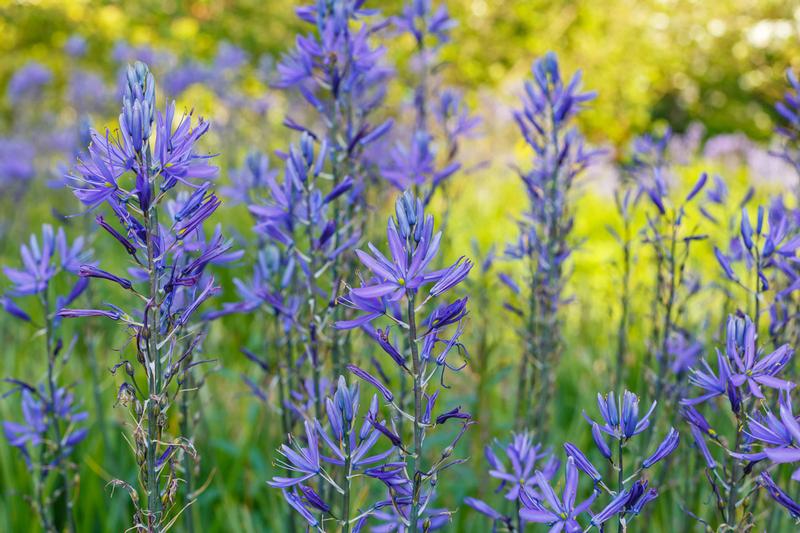 all-about-camassia2.jpg