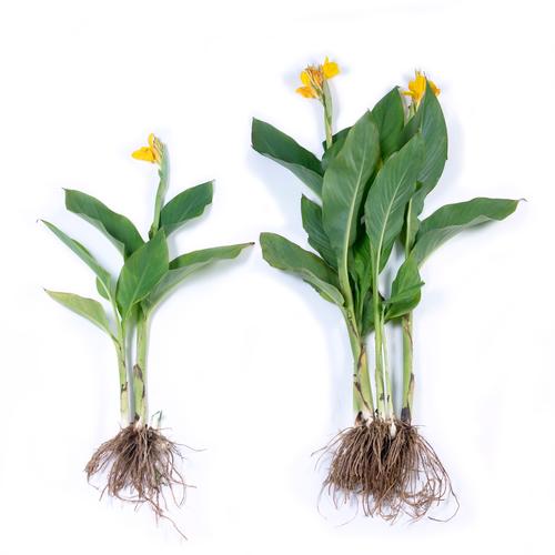 Dividing And Transplanting Cannas - When And How To Move A Canna