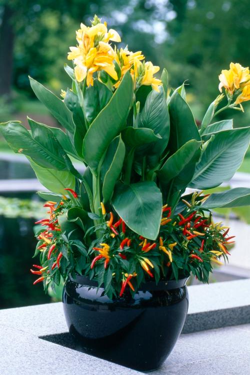 Canna Lily Growing Guide: How to Plant and Grow Canna Bulbs