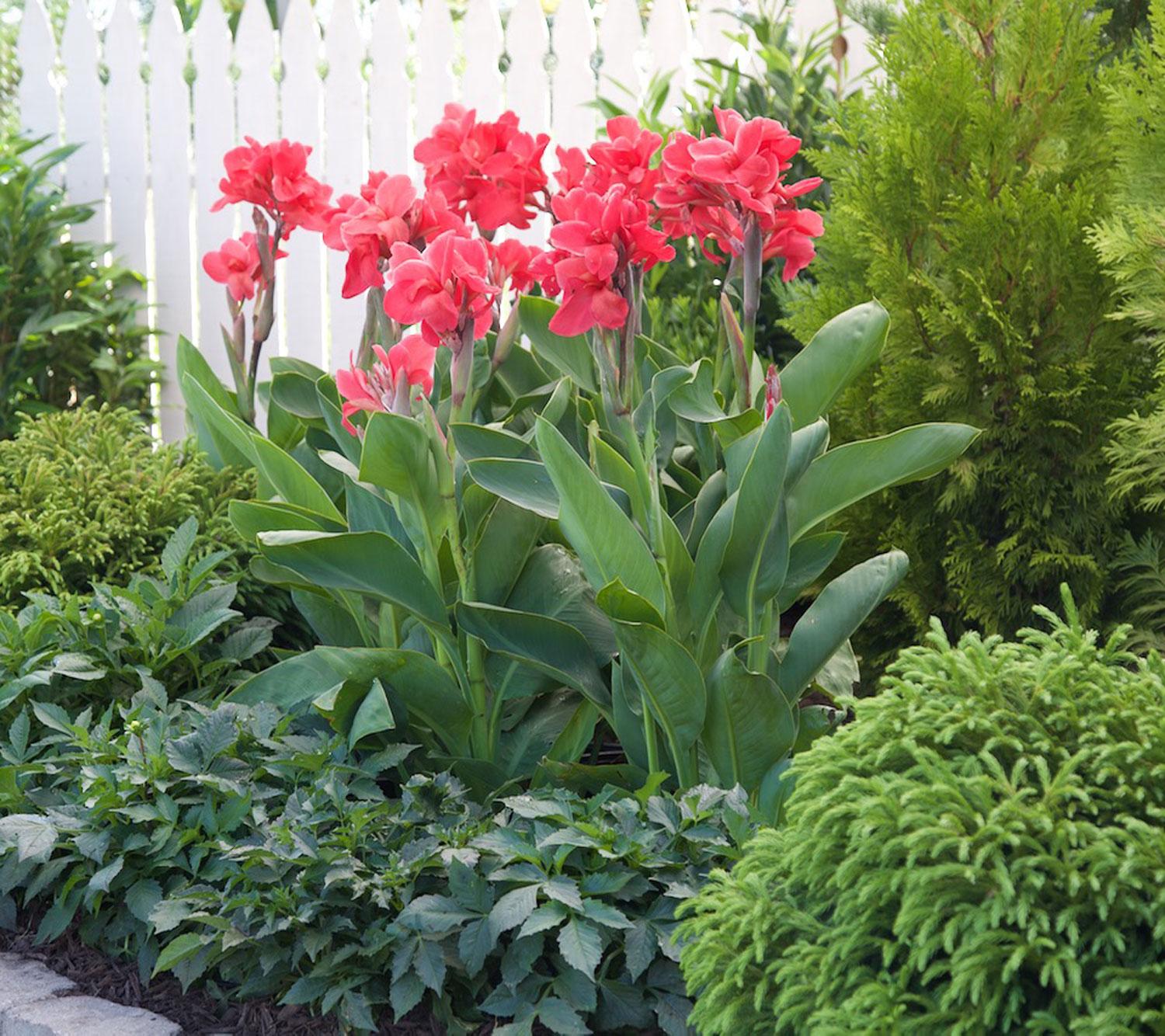 Canna Tropical Sunrise Canna Lily Bulbs