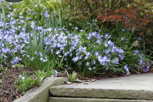 all-about-chionodoxa2.jpg