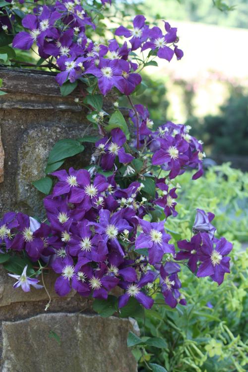 all-about-clematis2.jpg