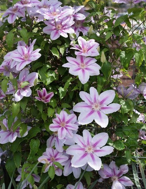 all-about-clematis3.jpg