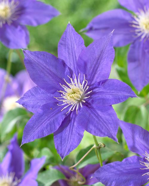 light purple clematis