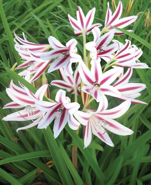 all-about-crinum1.jpg