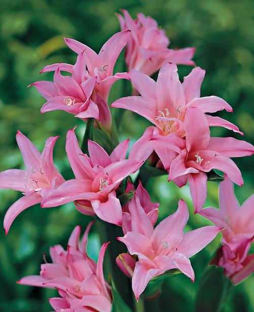 all-about-crinum3.jpg