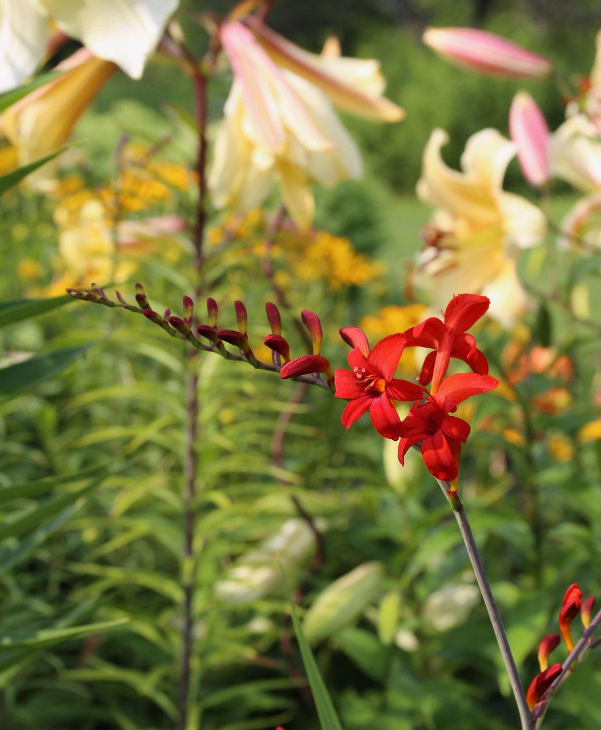 all-about-crocosmia4.jpg