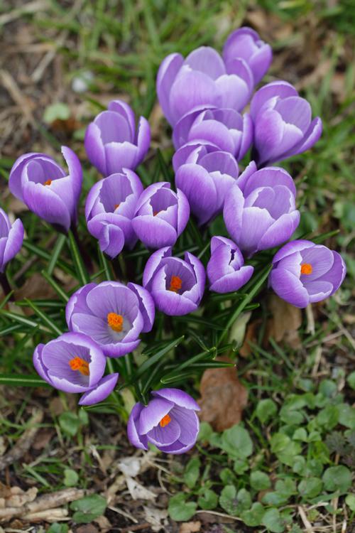 all-about-crocus7.jpg