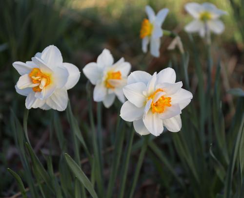 all-about-daffodils-6.jpg