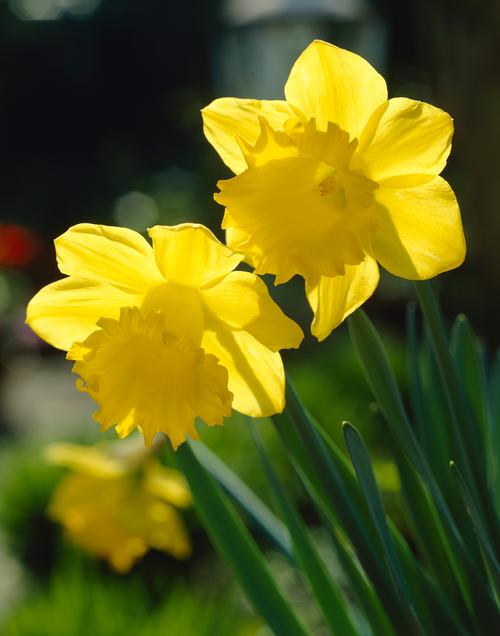 All About Daffodils