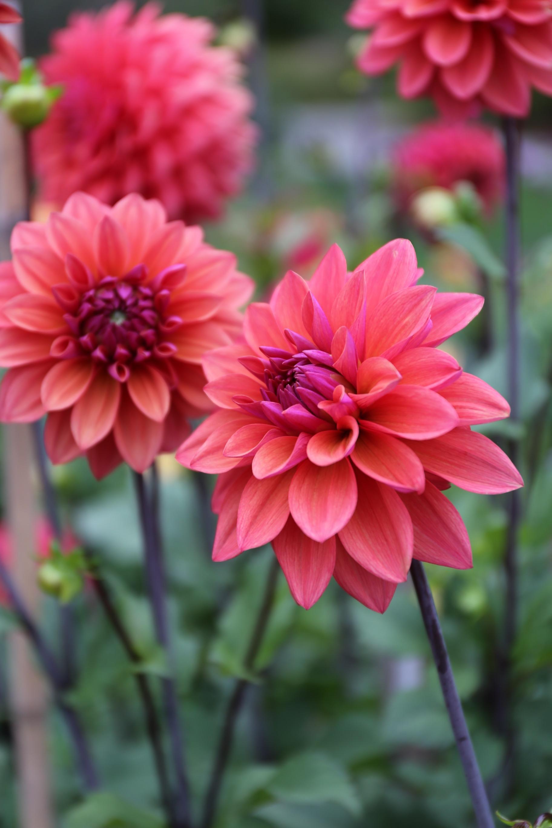 all-about-dahlias7.jpg