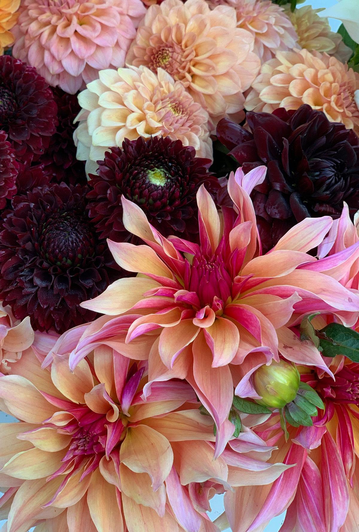 all-about-dahlias8.jpg