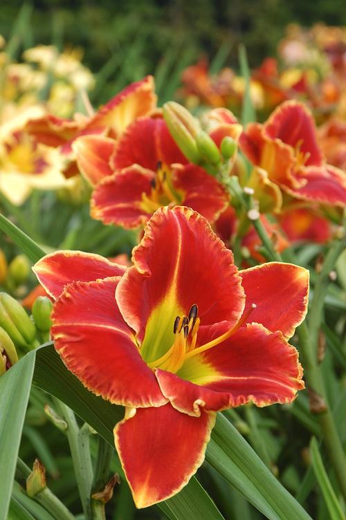 all-about-daylily1.jpg