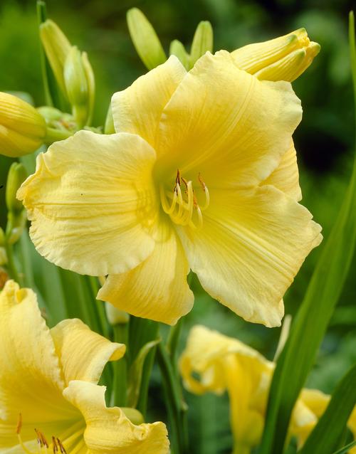 all-about-daylily4.jpg