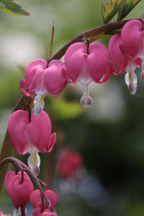 all-about-dicentra2.jpg