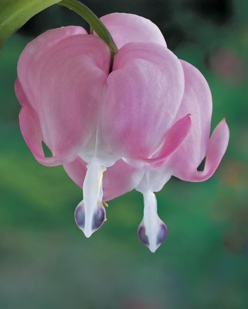 all-about-dicentra4.jpg