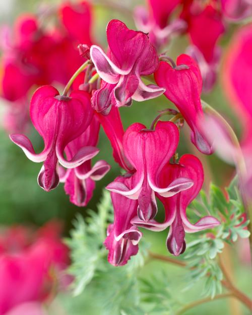 all-about-dicentra5.jpg