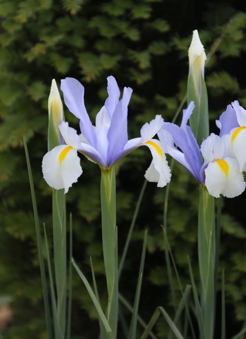 All About Dutch Iris