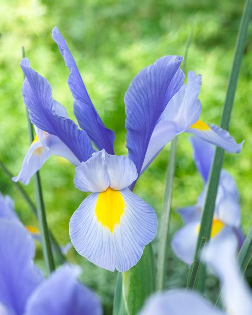 Everything about the color Blue Iris
