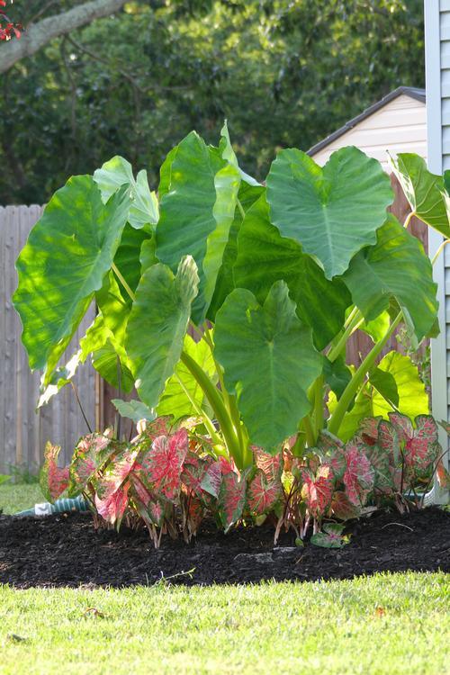all-about-elephant-ears2.jpg