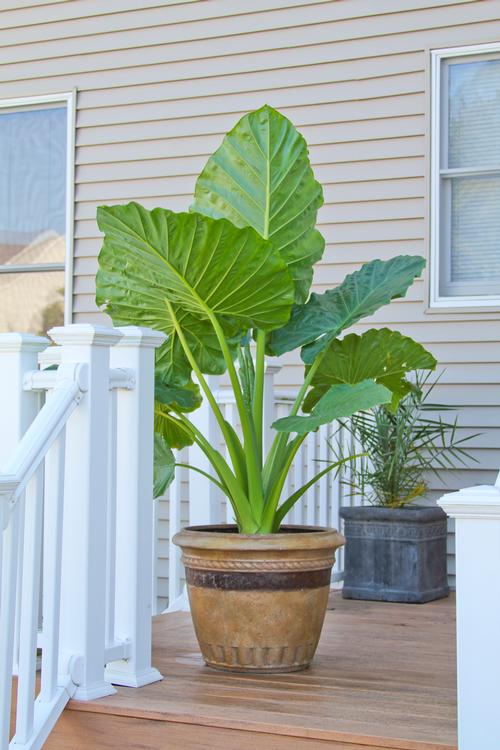 Planting Elephant Ears in Pots and Containers