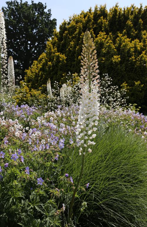 all-about-eremurus4.jpg