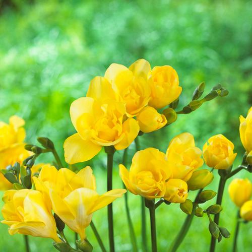 all-about-freesia5.jpg