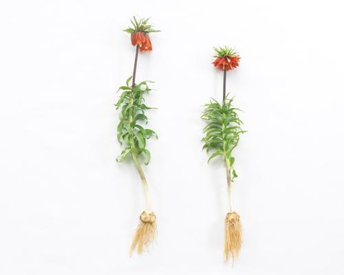 all-about-fritillaria1.jpg