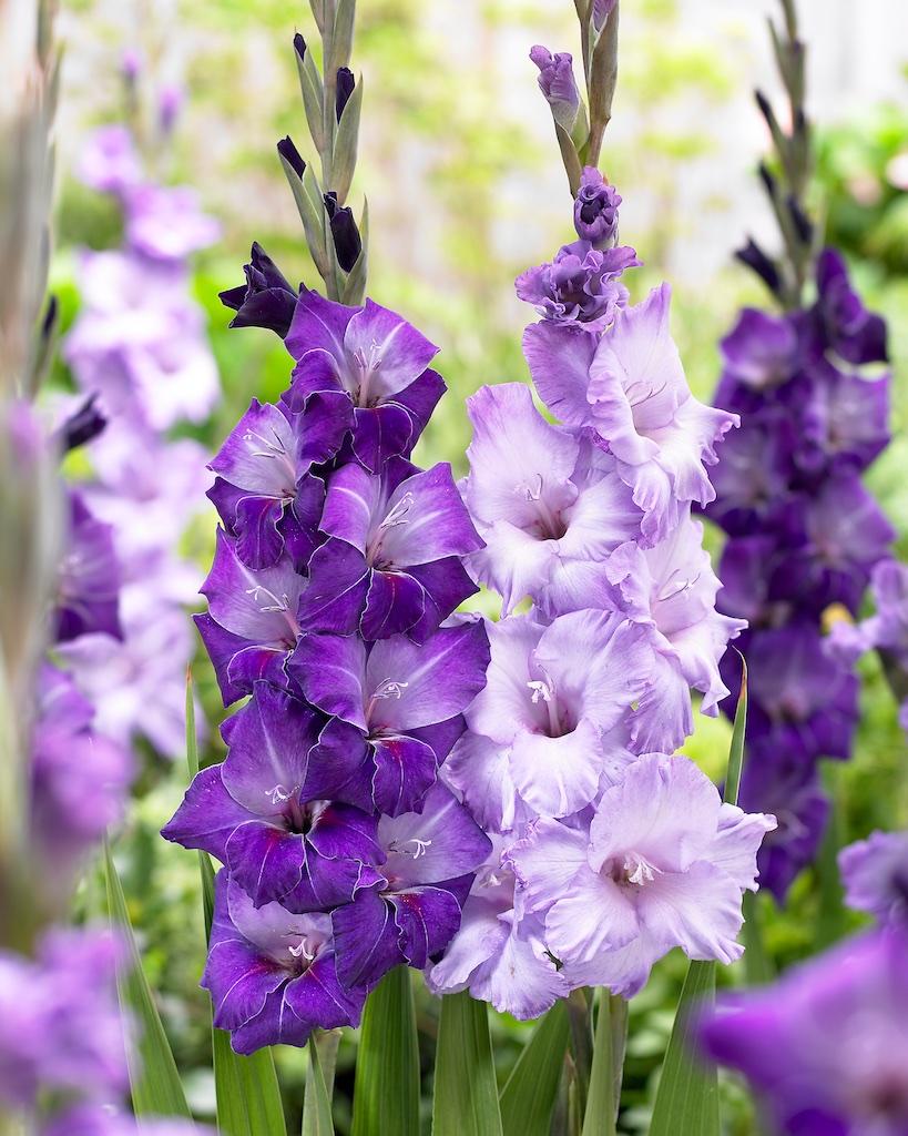 all-about-gladiolus6.jpg