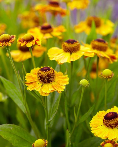 all-about-heleniums1.jpg