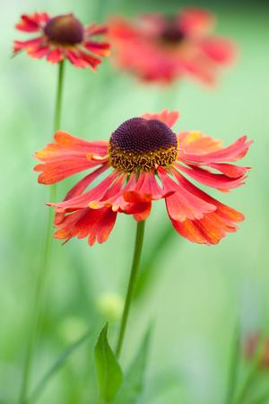 all-about-heleniums3.jpg