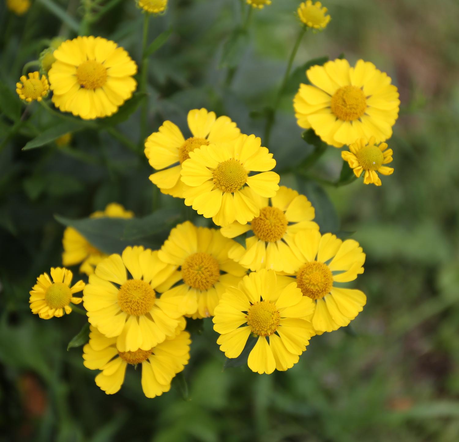 all-about-heleniums4.jpg