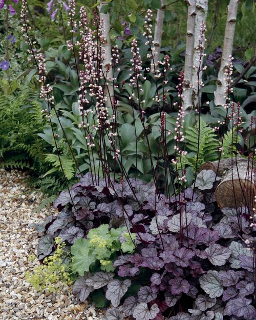 all-about-heuchera1.jpg