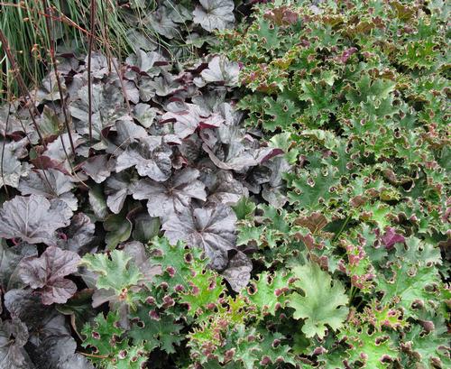 all-about-heuchera2.jpg