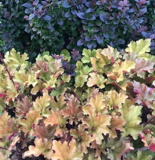 all-about-heuchera3.jpg