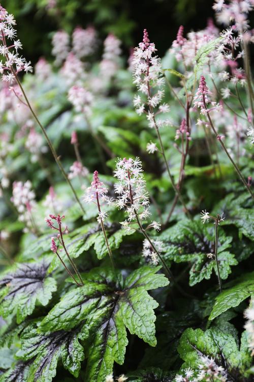 All About Heuchera