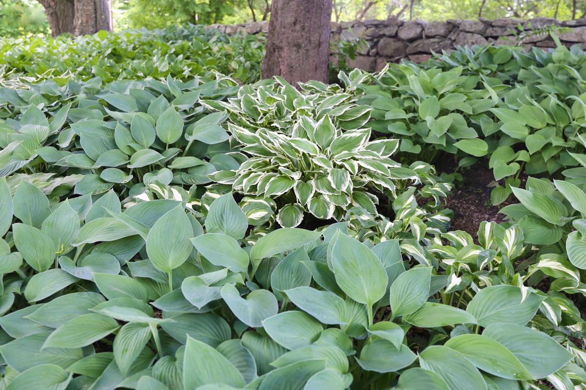 all-about-hostas2.jpg