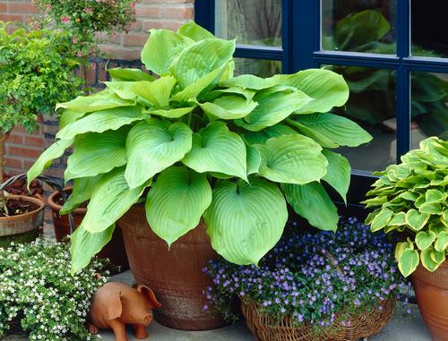 all-about-hostas6.jpg