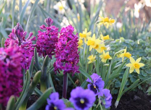 all-about-hyacinths5.jpg