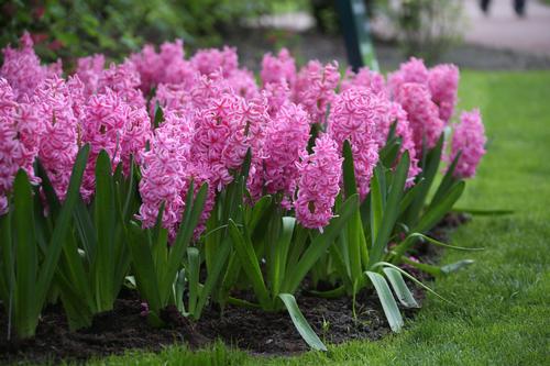 all-about-hyacinths7.jpg