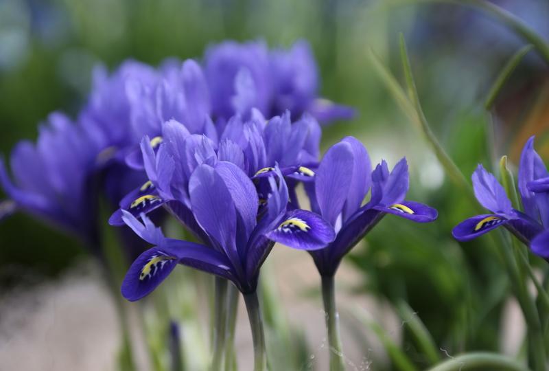 Iris 'Polar Ice' syn. Iris reticulata 'Polar Ice', Reticulate Iris