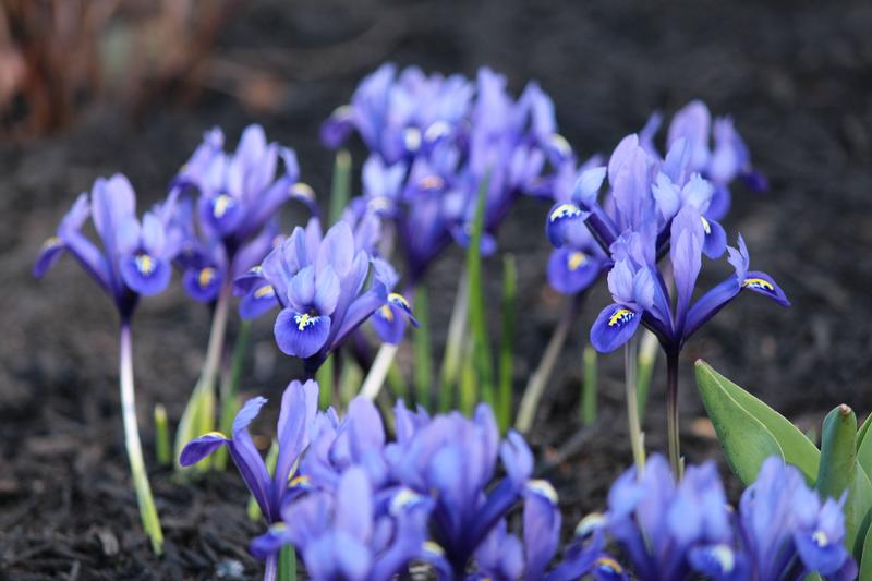all-about-iris-reticulata3.jpg