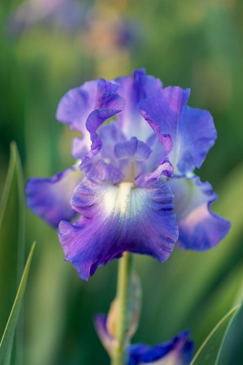 Types of Iris Flowers and How to Grow Them