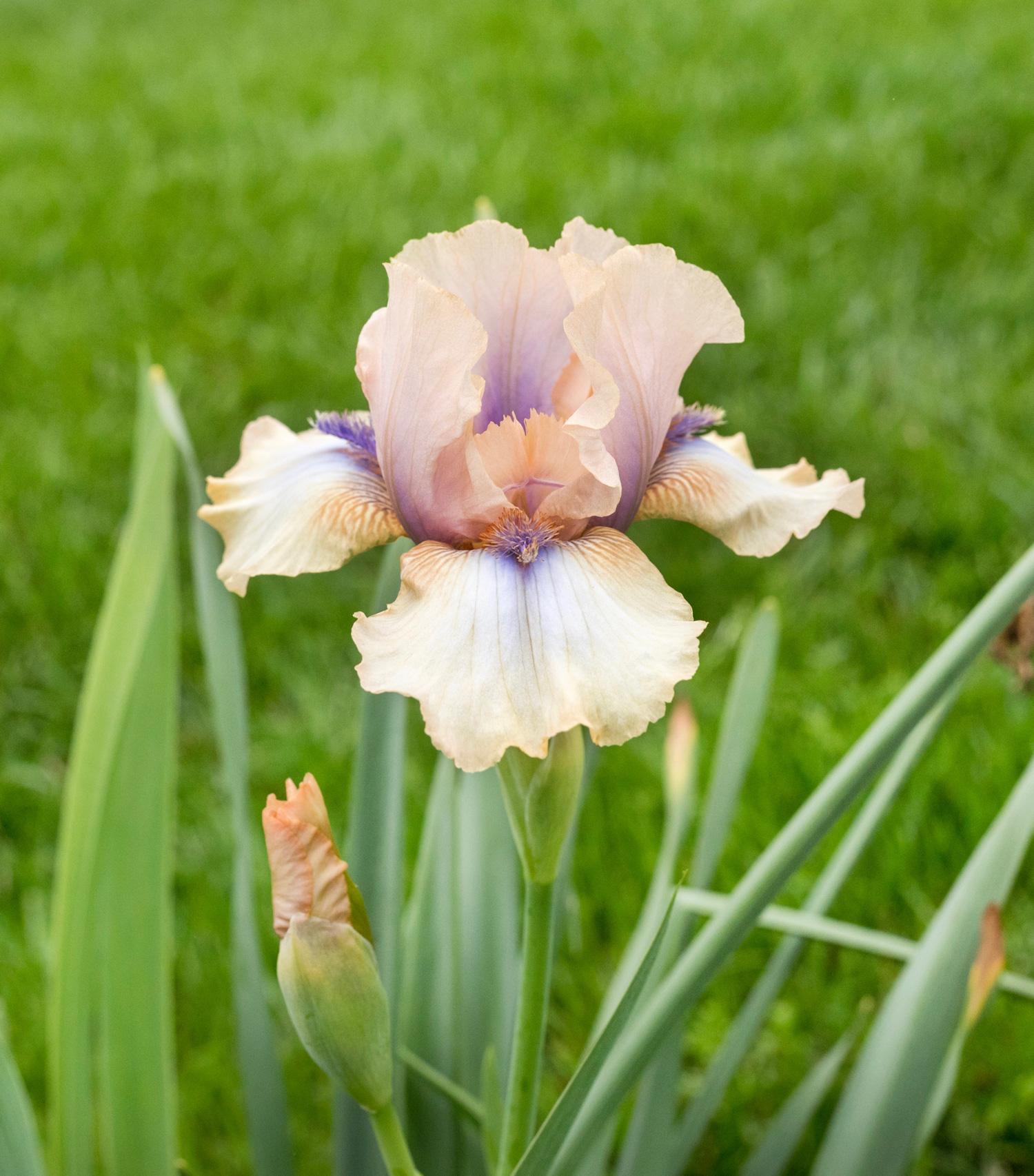 All About Bearded Iris