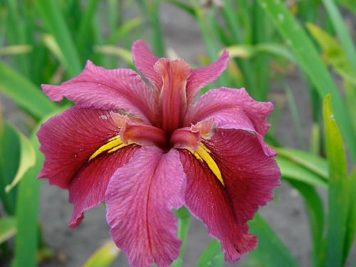 all-about-iris8.jpg