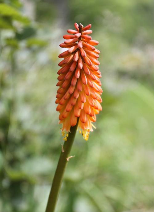 all-about-kniphofia1.jpg