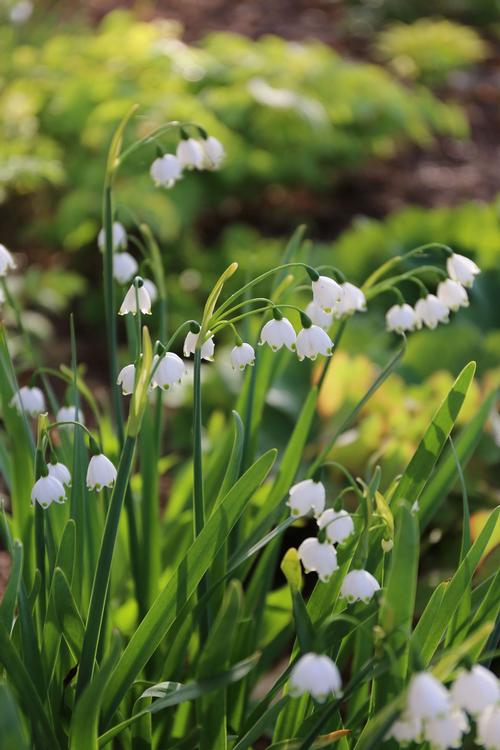  Lily of The Valley Bulbs for Planting - Stunning White Weeping  Flowers - Fresh Leucojum Bulbs to Grow (10 Bulbs) : Patio, Lawn & Garden