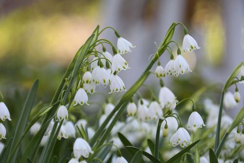  Lily of The Valley Bulbs for Planting - Stunning White Weeping  Flowers - Fresh Leucojum Bulbs to Grow (10 Bulbs) : Patio, Lawn & Garden