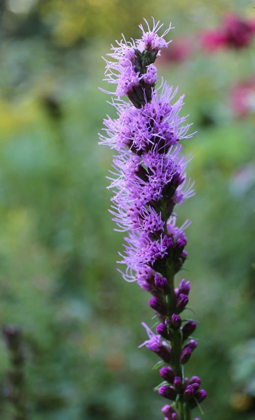 all-about-liatris2.jpg